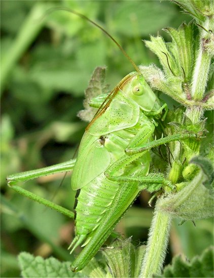 Tettigonia cantans